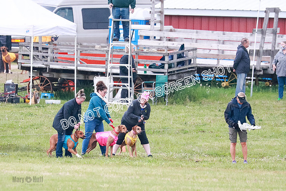 A Prelim Open 1 Derby Iris Fia-1390