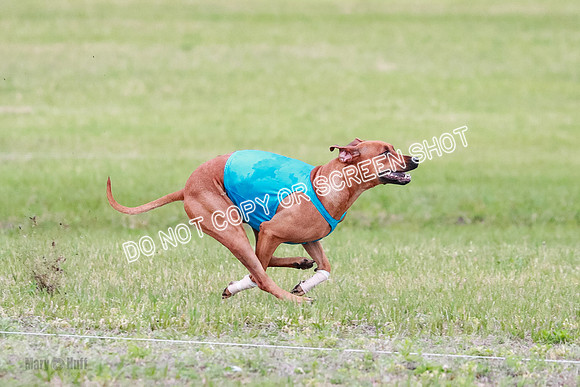 A Prelim Open 1 Derby Iris Fia-1393