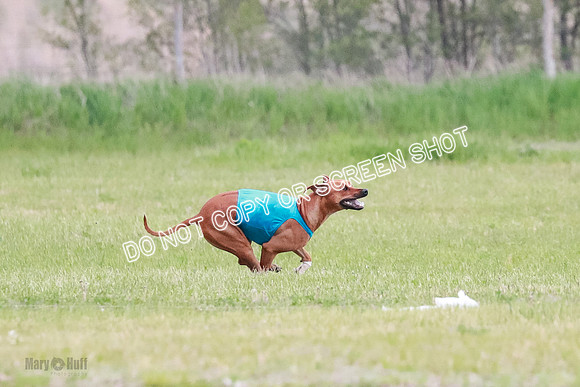 A Prelim Open 1 Derby Iris Fia-1419