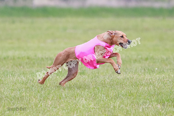 A Prelim Open 1 Derby Iris Fia-1431