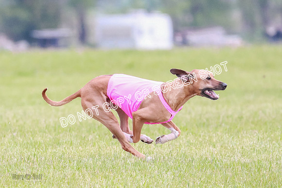 A Prelim Open 2 Zanna Whiskey-1523