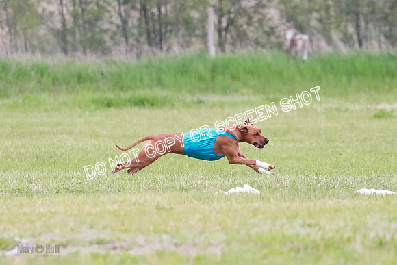 A Prelim Open 1 Derby Iris Fia-1421