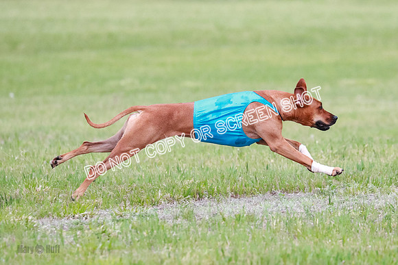 A Prelim Open 1 Derby Iris Fia-1409