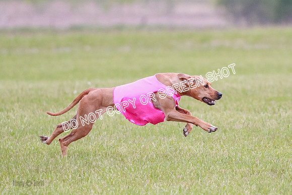 A Prelim Open 1 Derby Iris Fia-1435