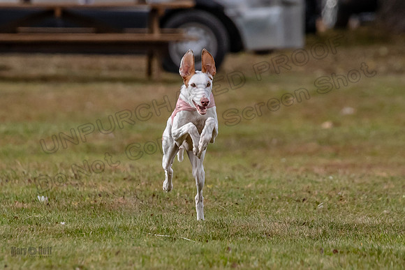 Finals Fch 2 Beastie Willow Ginny-3168