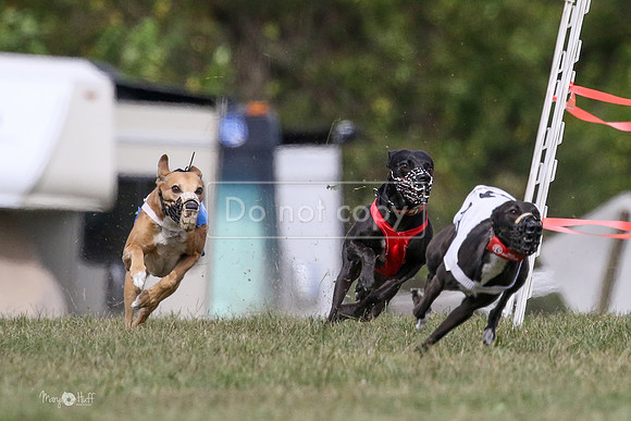 MCH74427  Riot, Reiver, Betty