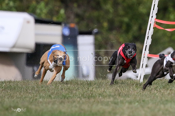 MCH74428  Riot, Reiver, Betty