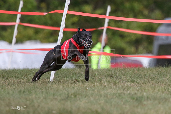MCH74431  Riot, Reiver, Betty
