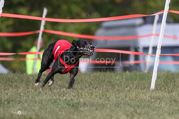 MCH74432  Riot, Reiver, Betty