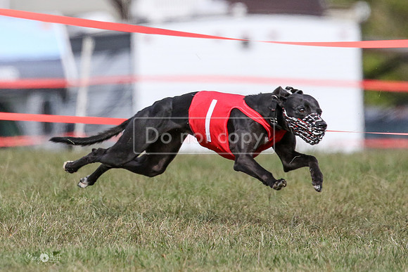 MCH74433  Riot, Reiver, Betty