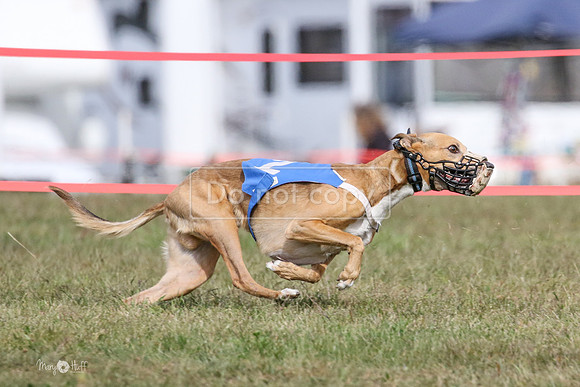 MCH74437  Riot, Reiver, Betty