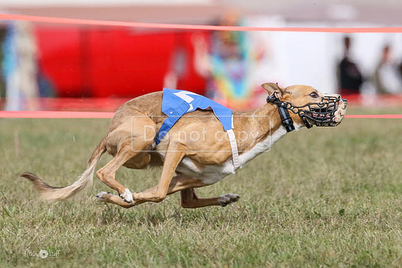 MCH74439  Riot, Reiver, Betty