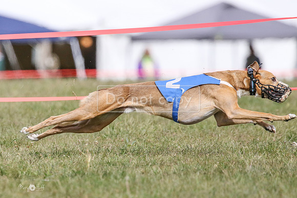 MCH74443  Riot, Reiver, Betty