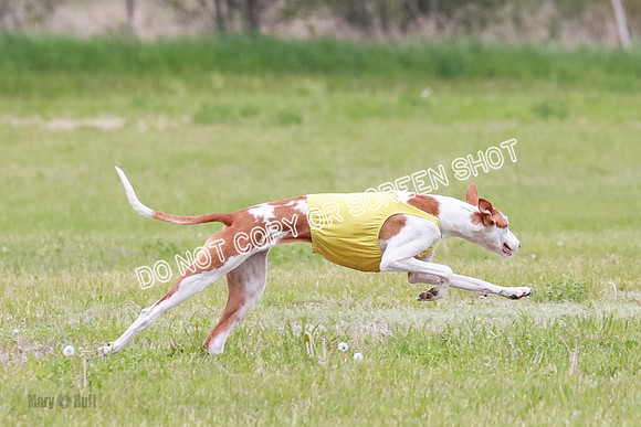 Course 2 Best in II Jadis Chyna Zip-4959