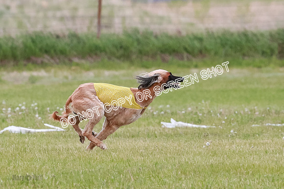 Course 3 Best in II Ingvar Lucy Jasmine-5016