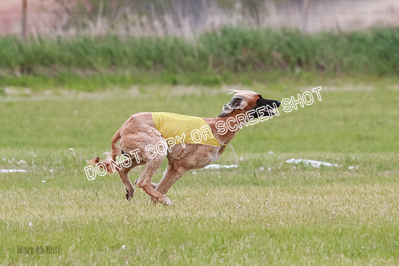 Course 3 Best in II Ingvar Lucy Jasmine-5021