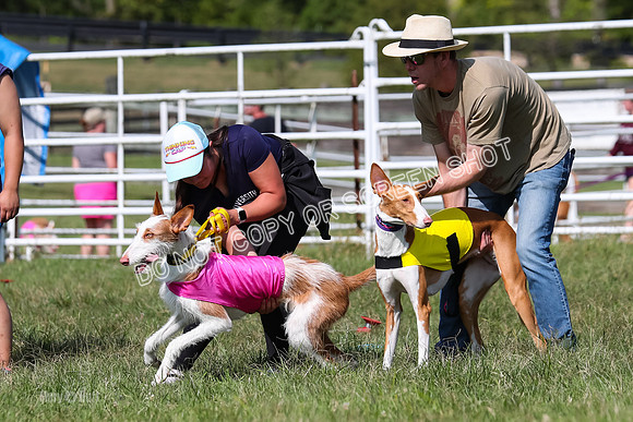 Prelim, Unknown Dogs-7671