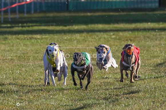 MCH73229  Ruffian, Fundy, Kimber, LoJack, Tywin,