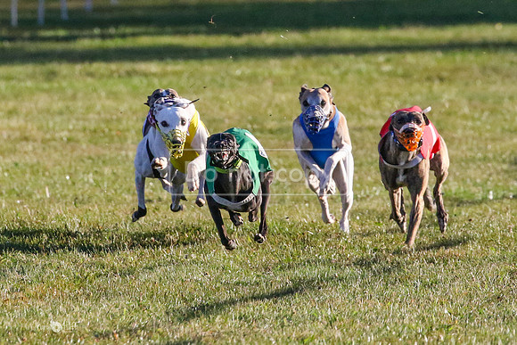 MCH73231  Ruffian, Fundy, Kimber, LoJack, Tywin,