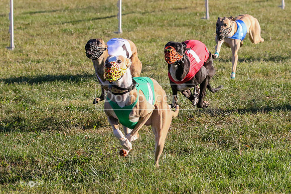 MCH73276  Synergy, Rapscallion, Vander, Gator-H, Time, Simon