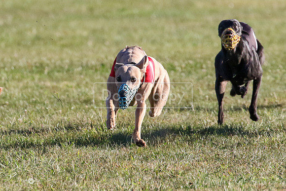 MCH73407  Jobim, Merida, Pi, Curlin, Pogue, Cider