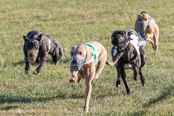 MCH73412  Jobim, Merida, Pi, Curlin, Pogue, Cider
