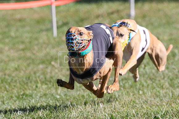 MCH73606  Buckwheat, Boudicca, Biscuit
