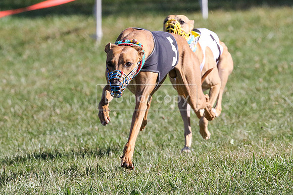 MCH73605  Buckwheat, Boudicca, Biscuit