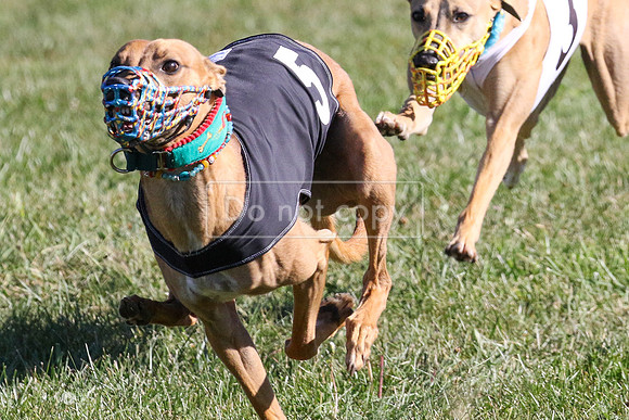 MCH73607  Buckwheat, Boudicca, Biscuit