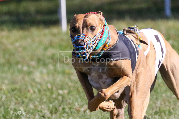 MCH73604  Buckwheat, Boudicca, Biscuit