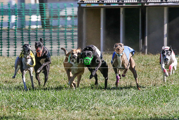 MCH73627  Silver, Trixie, Grid-E, Revier, Soul, MsSeaBee