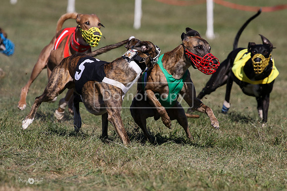 MCH74072  Oberyn, Curlin, Minx, Tuff, Divit, Hero-L