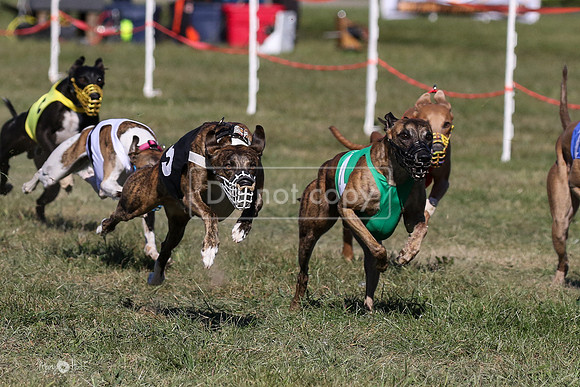 MCH74163  Oberyn, Curlin, Minx, Tuff, Divit, Hero-L