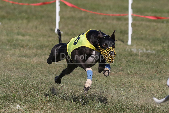 MCH74167  Oberyn, Curlin, Minx, Tuff, Divit, Hero-L