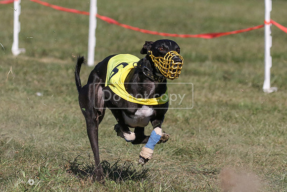 MCH74169  Oberyn, Curlin, Minx, Tuff, Divit, Hero-L