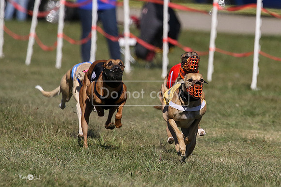 MCH74078  Pyro, Shelby, Gator-H, Amari, LoJack, Cammie