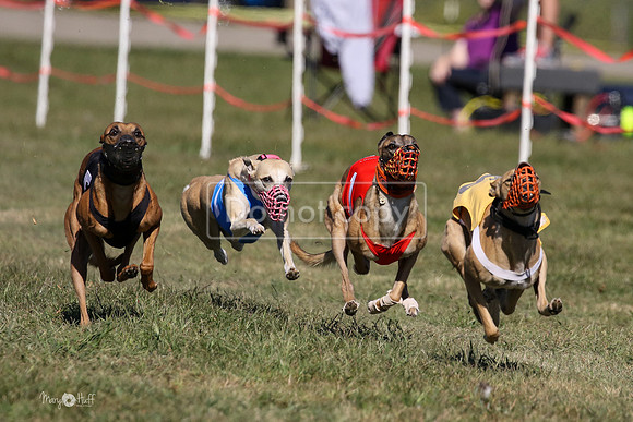 MCH74081  Pyro, Shelby, Gator-H, Amari, LoJack, Cammie