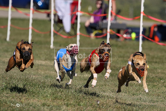 MCH74082  Pyro, Shelby, Gator-H, Amari, LoJack, Cammie