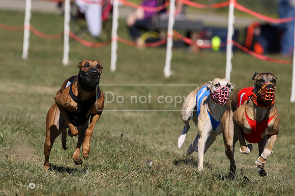 MCH74084  Pyro, Shelby, Gator-H, Amari, LoJack, Cammie