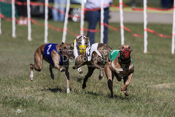 MCH74088  Gale-A, Busy, Kimber, Narcisse, Fuego, Signal