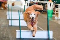 Race 5 Happy Hurdlers-Animal Inn~Friday