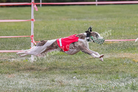 Prg 2, Race 1, Clyps Warrior Floyd Carney-1274-2