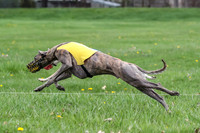 Finals Whippet Open-4680