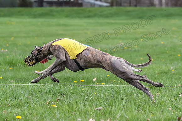 Finals Whippet Open-4680