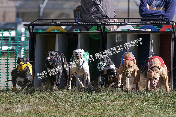 MCH73696  Mozzie, Oberyn, Fuel, Wii, Bolty, Pi