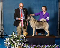 Elkhound 2020-1114