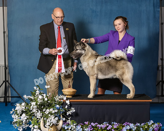 Elkhound 2020-1114
