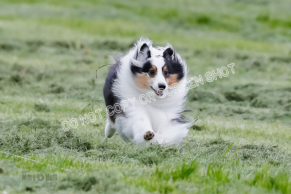 Cat Test 2-1507