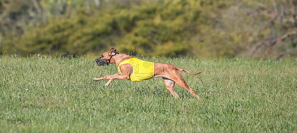 1 Prelims Open 1 Kinky Ash Zanna-4479
