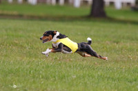 Basenji